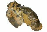 Fossil Mud Lobster (Thalassina) - Australia #109302-1